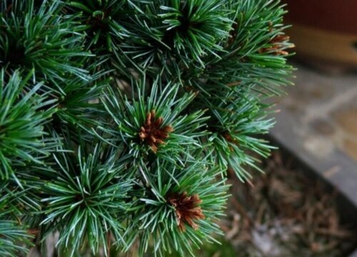 松树的品种有哪些