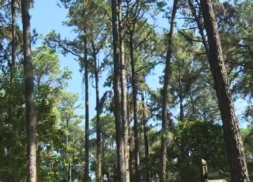 松树的品种有哪些