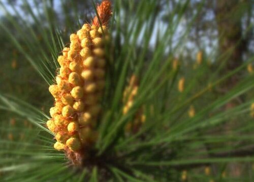 松树的品种有哪些