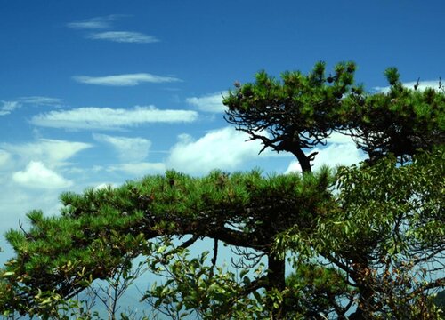 松树的品种有哪些