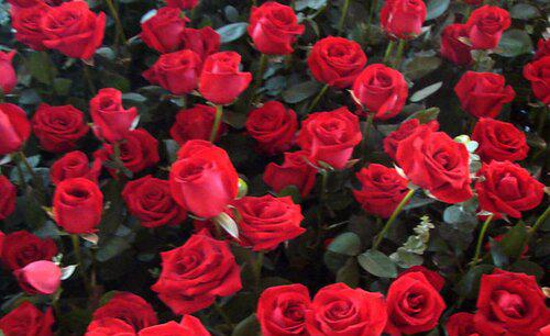 玫瑰花适合种在什么地方