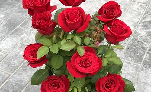 玫瑰花适合种在什么地方