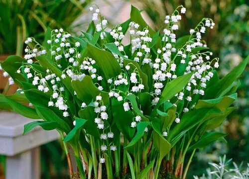 花语代表重新开始的花