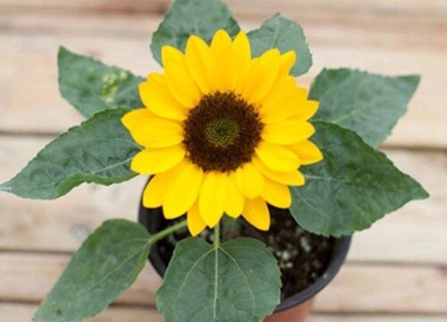 花语代表重新开始的花