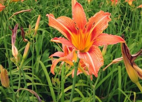 花语代表重新开始的花