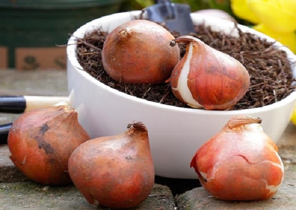 郁金香开了一次还会开吗