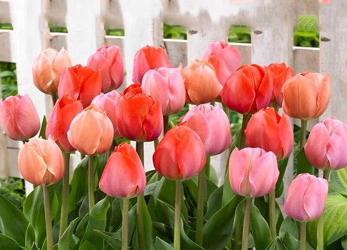 郁金香开了一次还会开吗