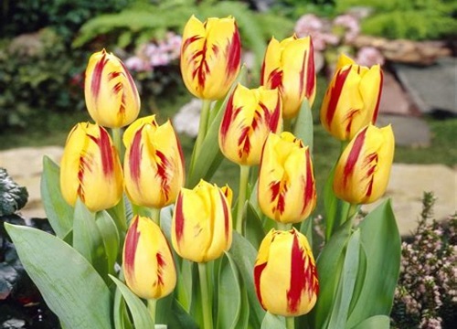 郁金香开了一次还会开吗