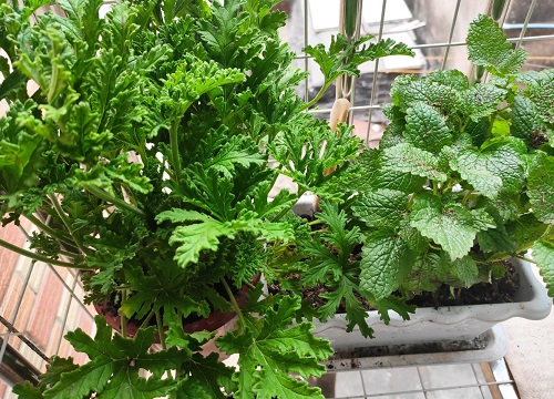 清香木多长时间浇一次水