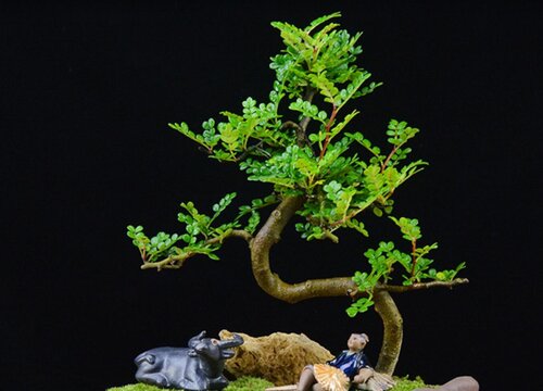 清香木多长时间浇一次水