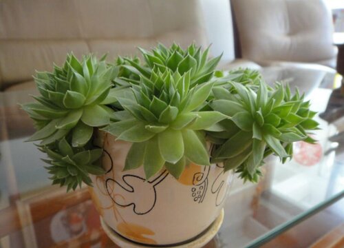 观音莲会开花吗