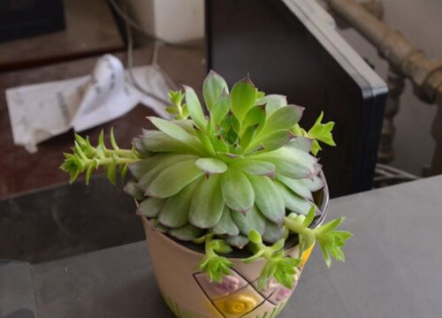 观音莲会开花吗