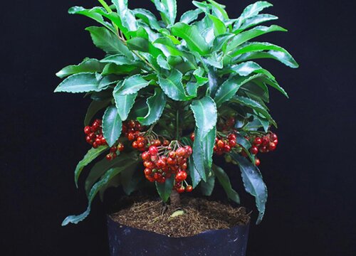 富贵籽怎么发芽快