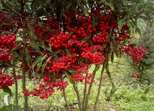 富贵籽怎么发芽快