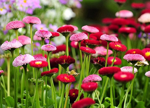 红色雏菊的花语和寓意