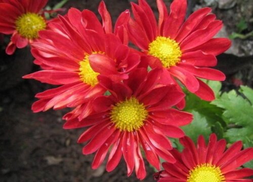 红色雏菊的花语和寓意