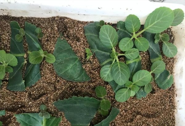 扦插是什么意思图解