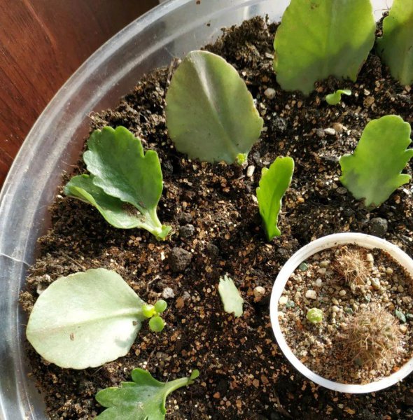 扦插是什么意思图解