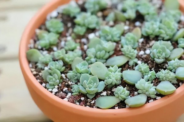 扦插是什么意思图解