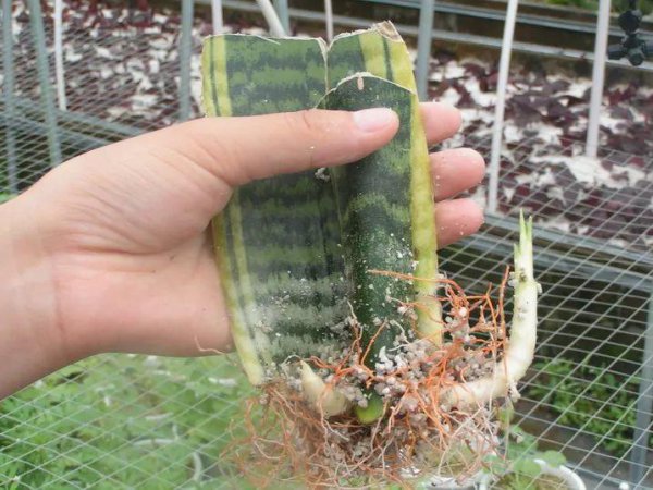 扦插是什么意思图解