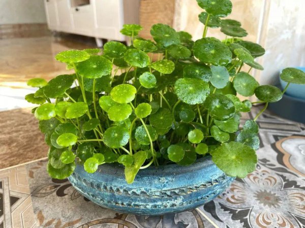 扦插是什么意思图解