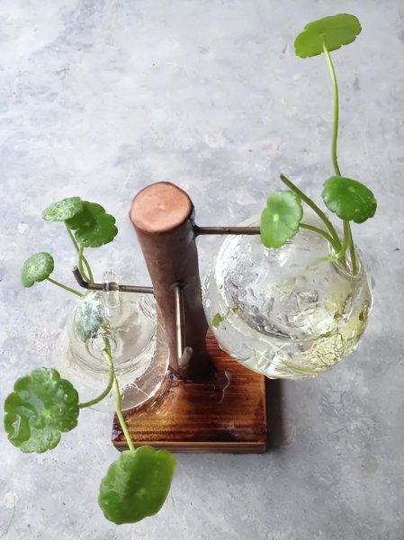 扦插是什么意思图解