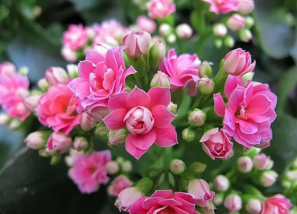 扦插是什么意思图解