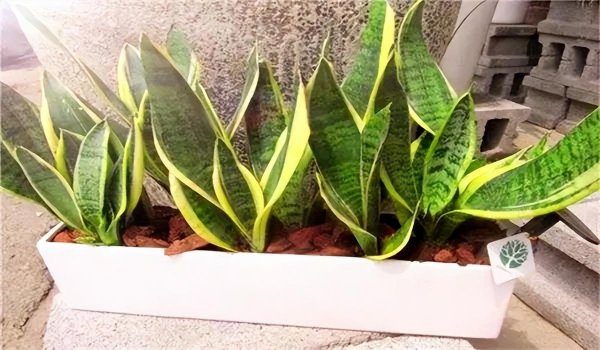 扦插是什么意思图解