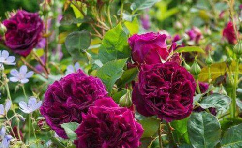 月季冬天怎么预防病虫害