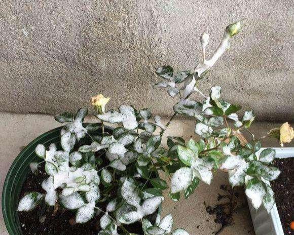 月季冬天怎么预防病虫害