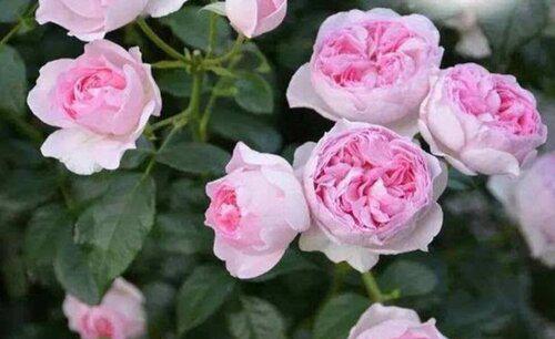 月季冬天怎么预防病虫害