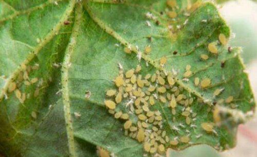 月季冬天怎么预防病虫害