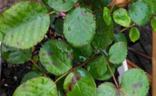 月季冬天怎么预防病虫害