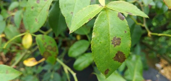 月季冬天怎么预防病虫害