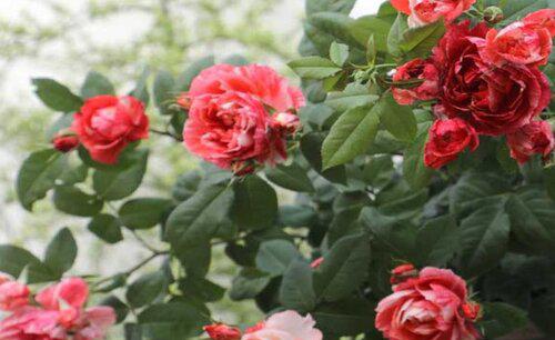 月季冬天怎么预防病虫害