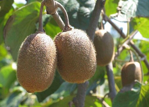 猕猴桃有公母之分吗