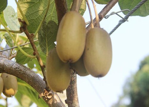 猕猴桃有公母之分吗