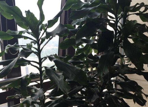 夏季如何养护时来运转避免叶片枯黄