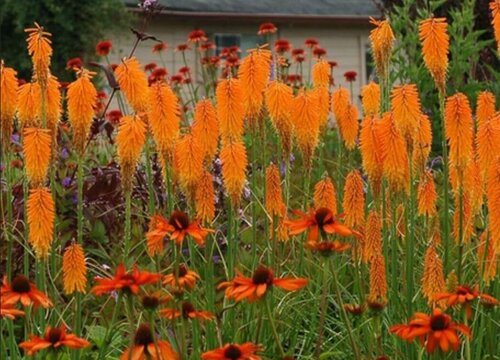 火炬花多长时间浇一次水