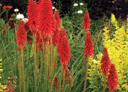 火炬花多长时间浇一次水