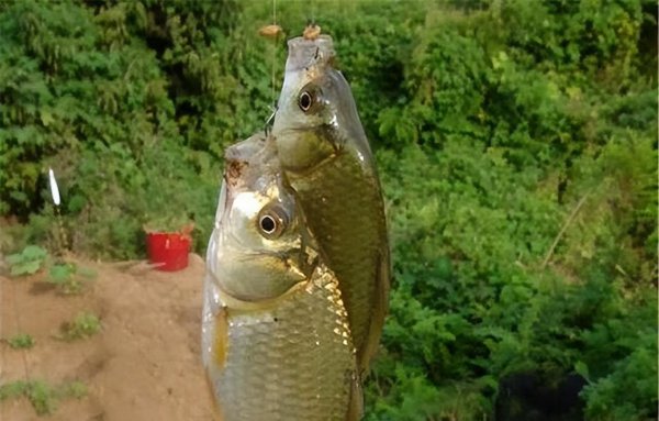 夏天钓鱼饵料用腥还是香味好