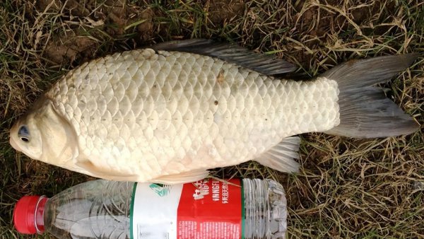 夏天钓鱼饵料用腥还是香味好