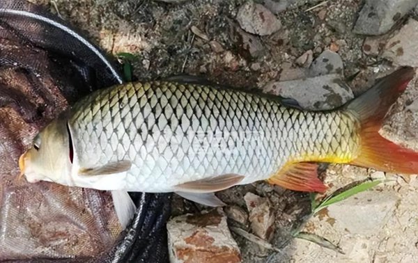 夏天钓鱼饵料用腥还是香味好