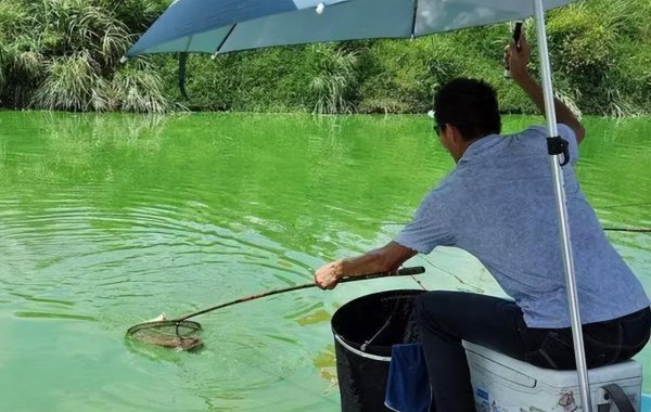 夏天钓鱼饵料用腥还是香味好