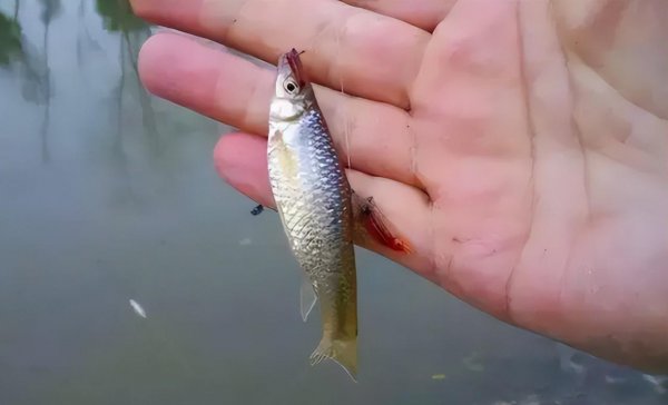 夏天钓鱼饵料用腥还是香味好