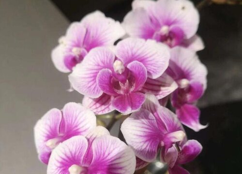 蝴蝶兰夏天可以换盆吗