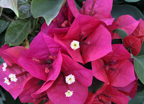 三角梅开花前需要怎么养护花开爆盆