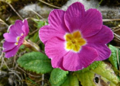 报春花什么时候播种好