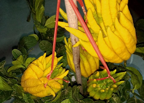 怎么养护才能让佛手开花结果