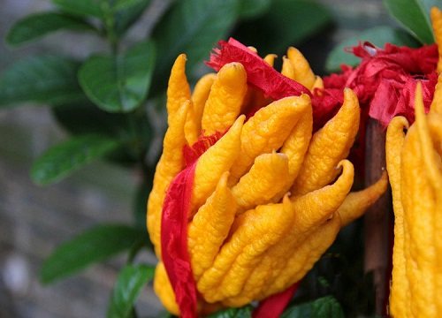 怎么养护才能让佛手开花结果